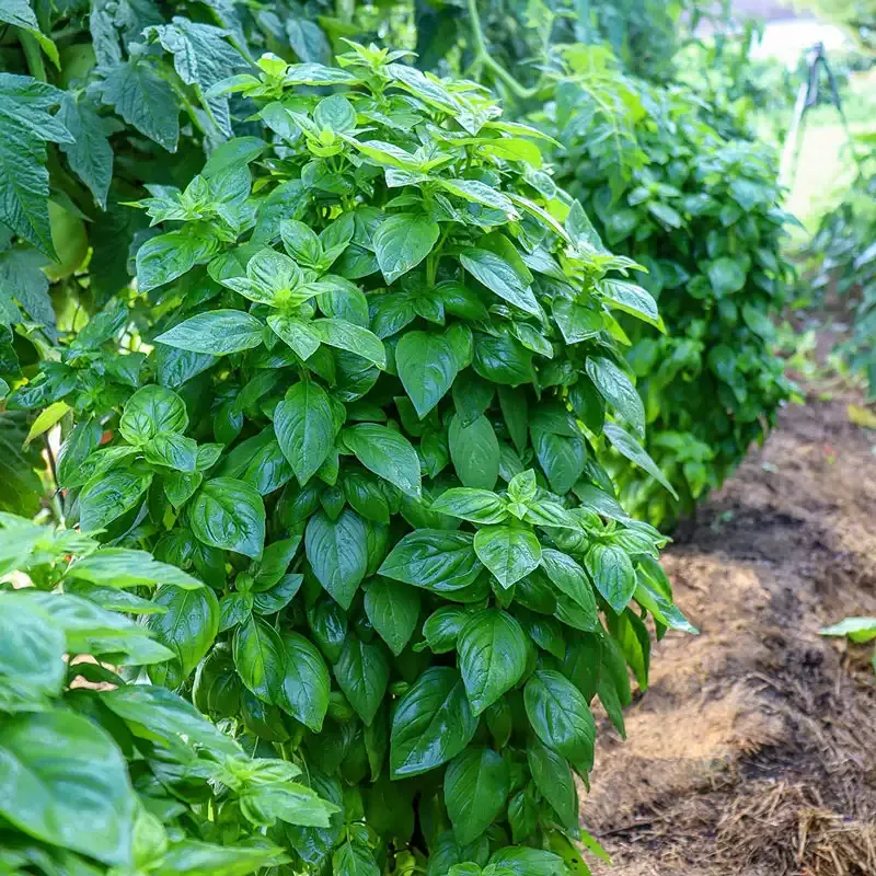 Emerald Towers Basil Herb Seeds - Columnar Genovese Variety