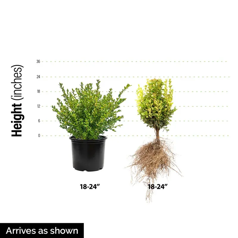 Green Mountain Boxwood Hedge - Realistic Artificial Privacy Screen 1