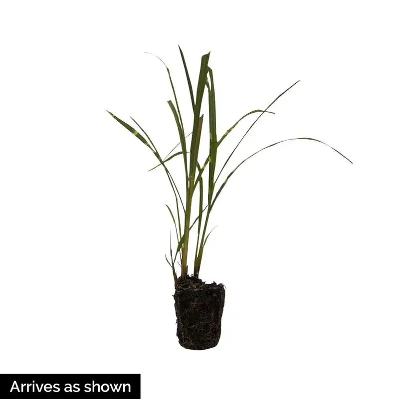 Artificial Zebra Grass Plant for Indoor Decorative Use 1