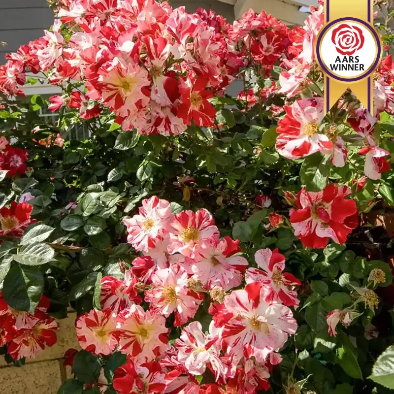 Fourth of July Climbing Rose Plant - Repeat Blooming Striped Variety