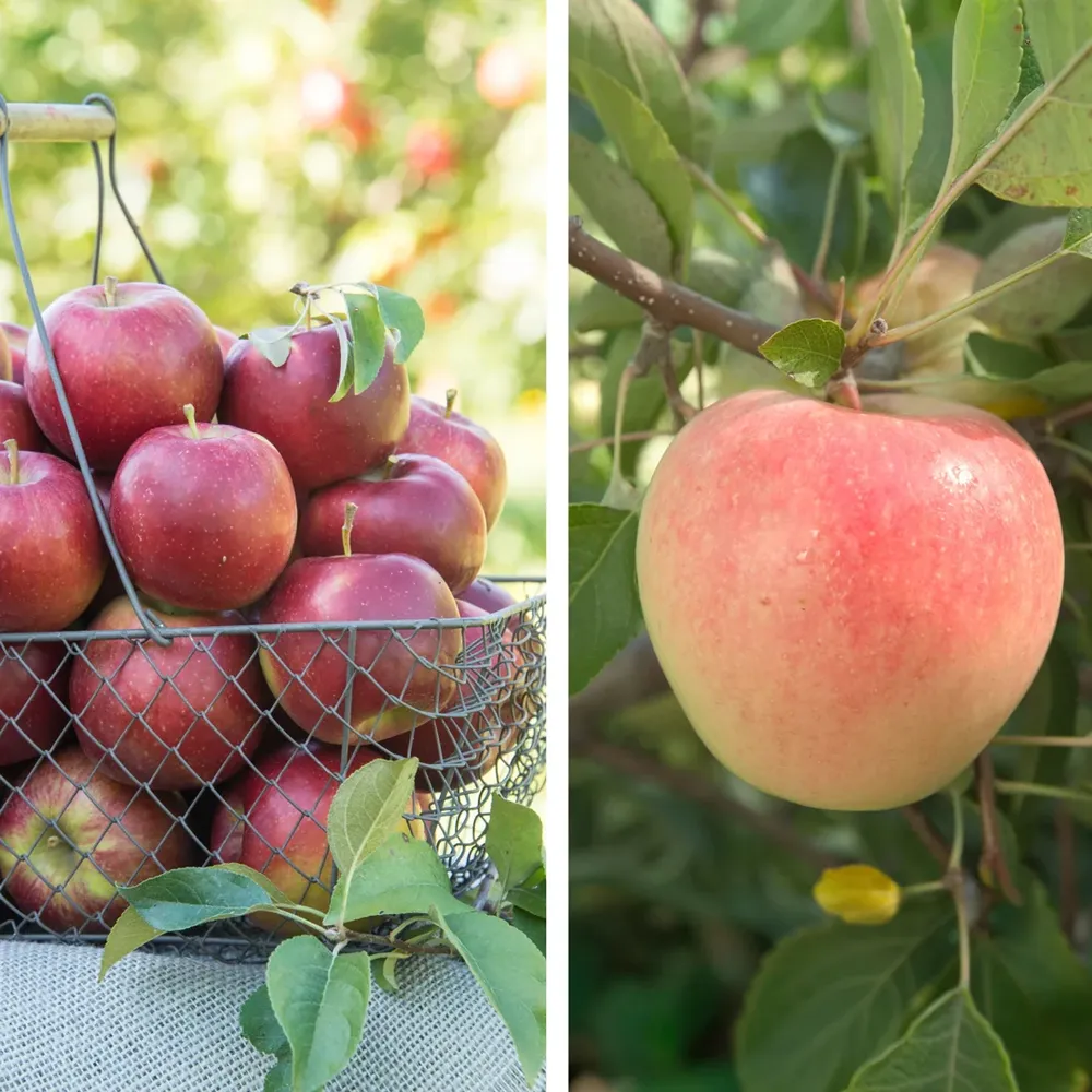 Apple Tree Pollinator Pack: Compatible Cross-Pollination Set