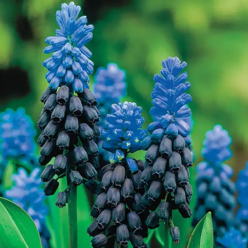 Grape Hyacinth (Muscari Armeniacum) Perennial Flower Bulbs