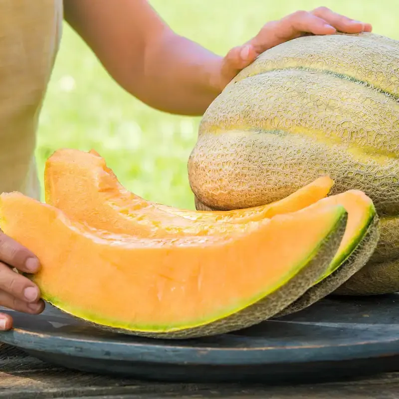 El Gordo Hybrid Melon Seeds - High Yield Large Fruit Variety