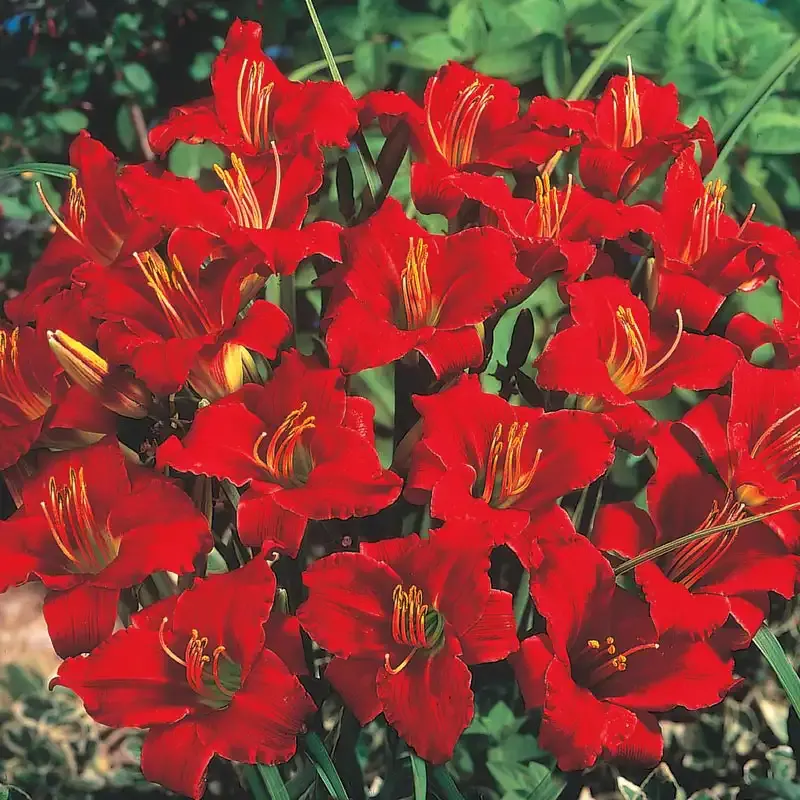 Little Business Daylily Perennial Garden Plant
