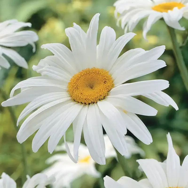 Alaska Shasta Daisy Perennial Garden Plant 1