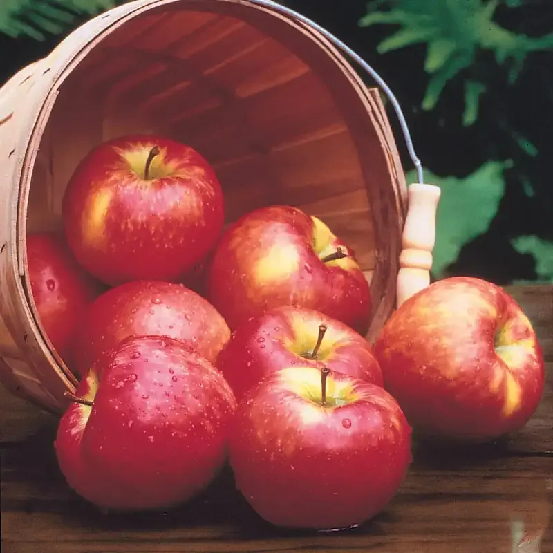 Honeycrisp Apple Tree - Semi-Dwarf Variety for Home Cultivation 2