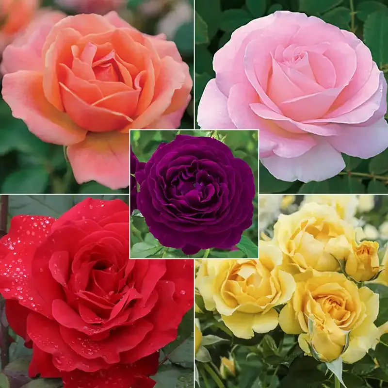 Landscape Rainbow of Roses Collection - Multi-Colored Floral Arrangement