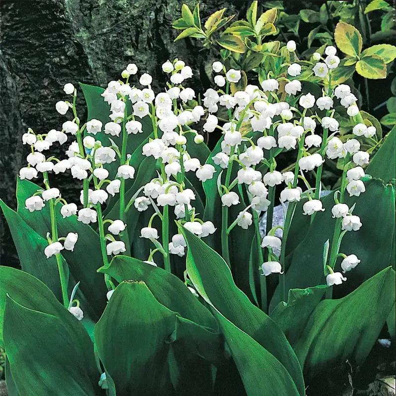 Lily of the Valley Perennial Plant - Bell-Shaped Fragrant Flower 2