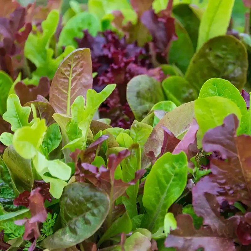 Assorted Leafy Greens Lettuce Seed Blend for Home Vegetable Gardens 3