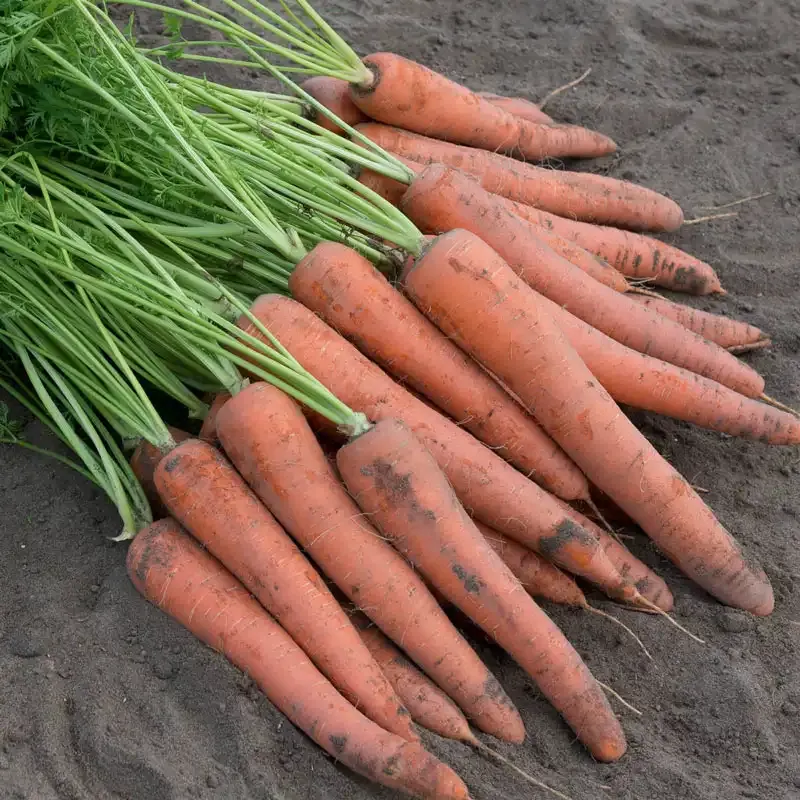 Istanbul Hybrid Carrot Seeds for Home Gardening