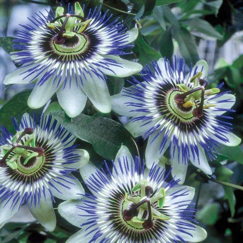 Blue Passion Flower (Passiflora Caerulea) Climbing Vine Seeds