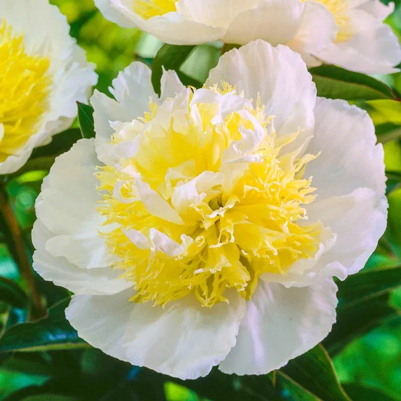 Honey Gold Peony Artificial Floral Decor