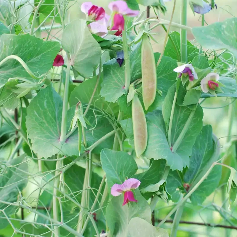 Spring Blush Snap Pea Seeds - Early Maturing Edible Pod Variety 1