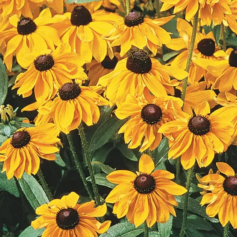 Black-Eyed Susan (Rudbeckia hirta) Perennial Garden Plant 2