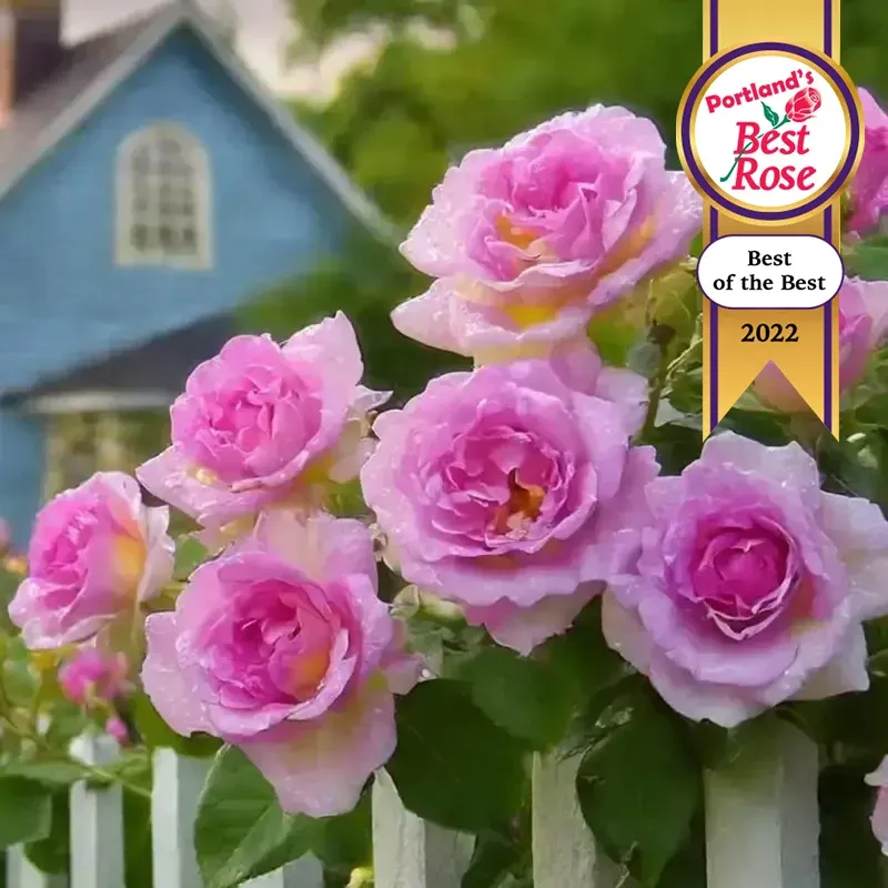 Arctic Blue Floribunda Rose Shrub - Repeat Blooming Garden Plant