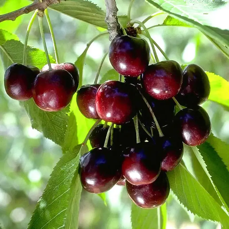 Black Tartarian Sweet Cherry Tree (Prunus avium)