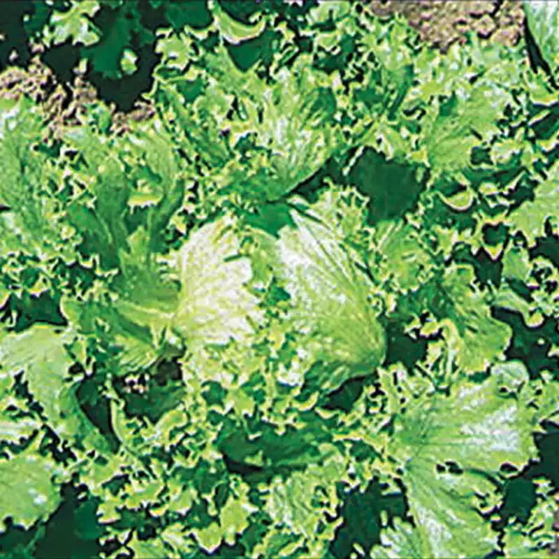 Great Lakes 659 Crisphead Lettuce Seeds - Heat Tolerant Iceberg Variety