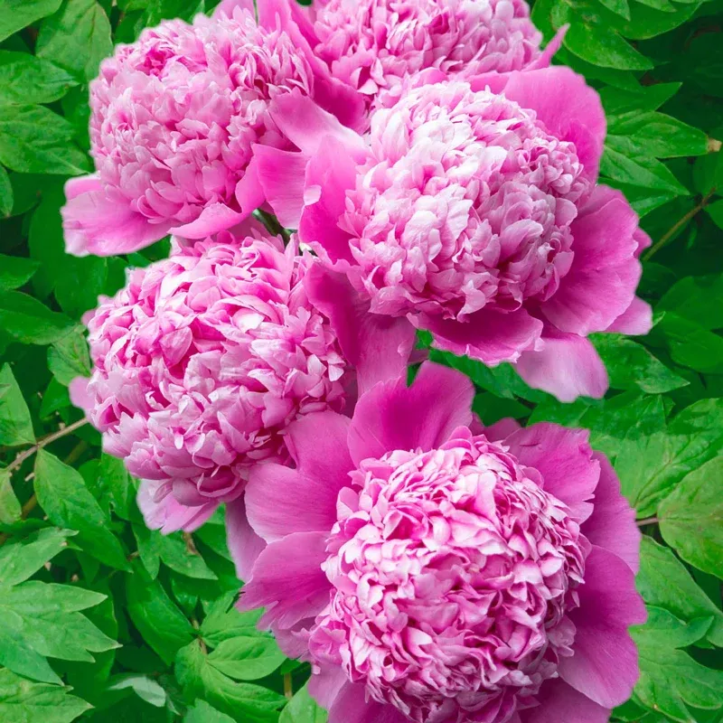 Monsieur Jules Elie Peony - Fragrant Double-Flowered Pink Perennial 1