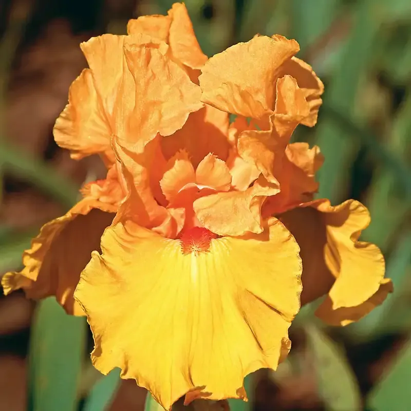 Tumalo Sunset Bearded Iris Perennial Rhizomes for Garden Landscapes