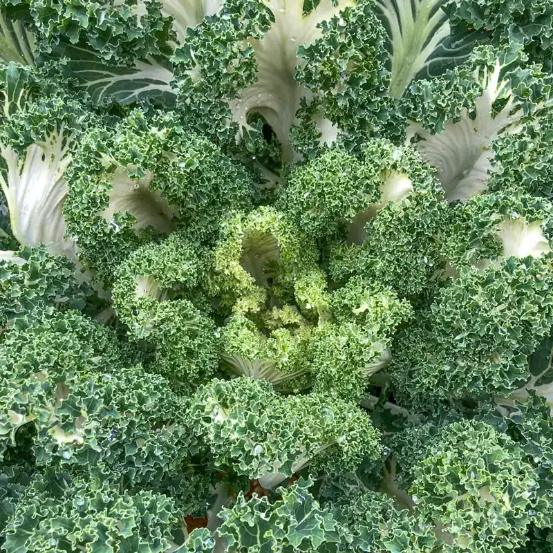 Fresh Curly Kale Leafy Greens - Nutrient-Dense Culinary Vegetable