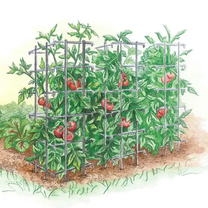 Heavy Duty Tomato Cage and Plant Trellis for Vertical Gardening