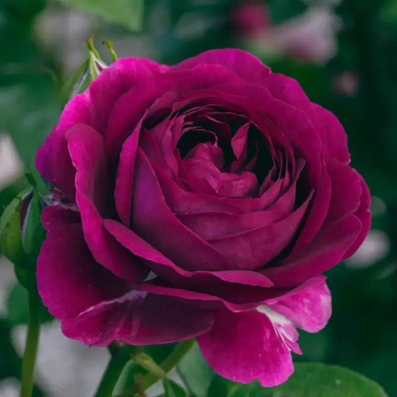Twilight Zone Grandiflora Rose - Deep Purple Fragrant Garden Shrub