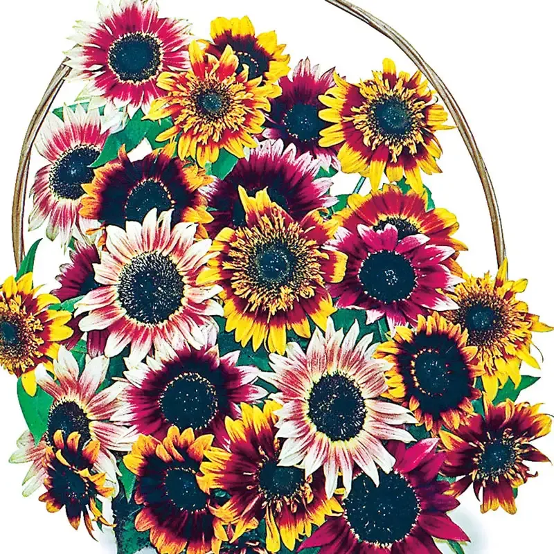 Bohemian Rhapsody Sunflower Seed Mix - Assorted Heirloom Flower Varieties