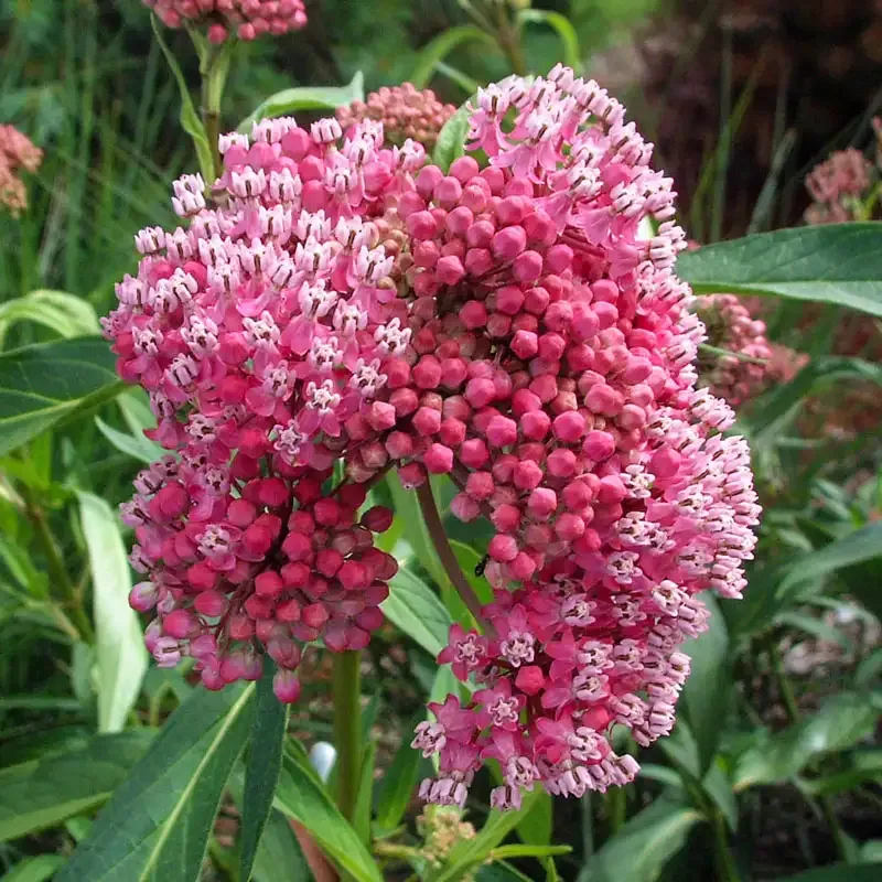 Cinderella Milkweed (Asclepias incarnata) Native Perennial Seeds