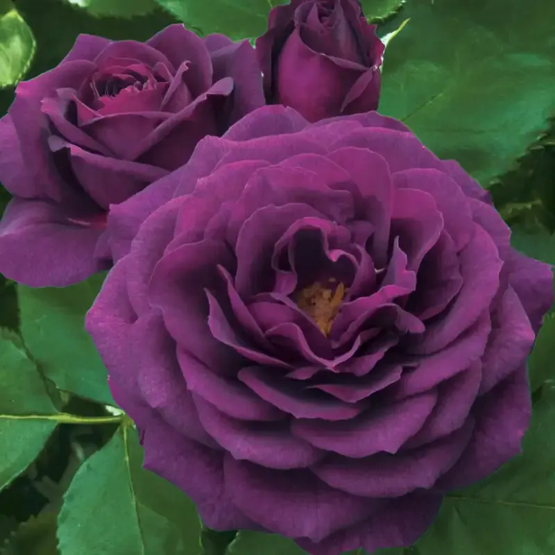 Ebb Tide Floribunda Rose - Deep Purple Fragrant Shrub