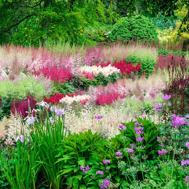 Astilbe Perennial Shade-Loving Flowering Plant