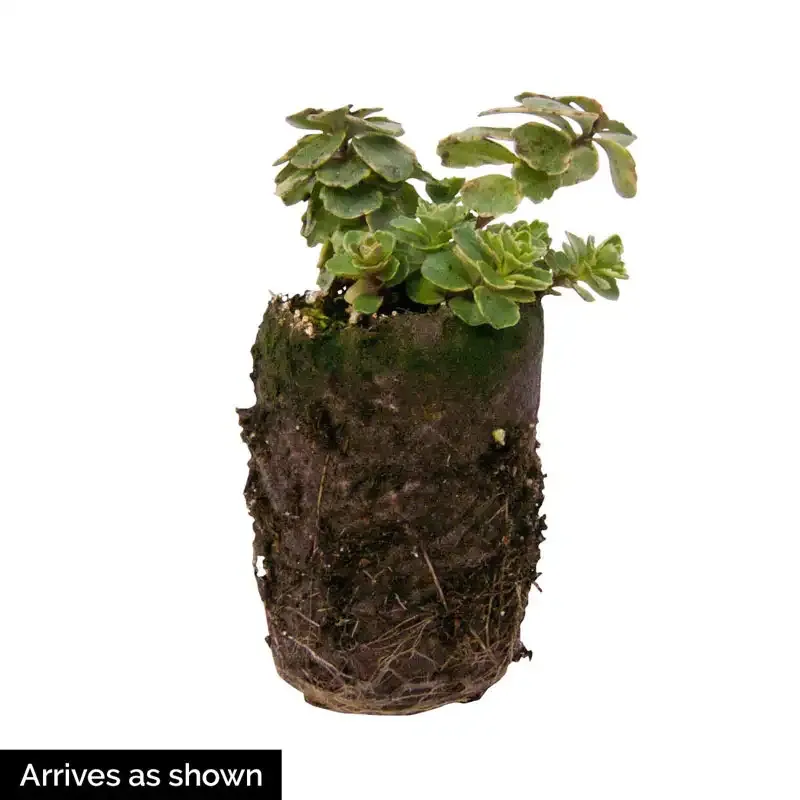 Improved Golden Creeping Sedum Drought-Tolerant Ground Cover 1