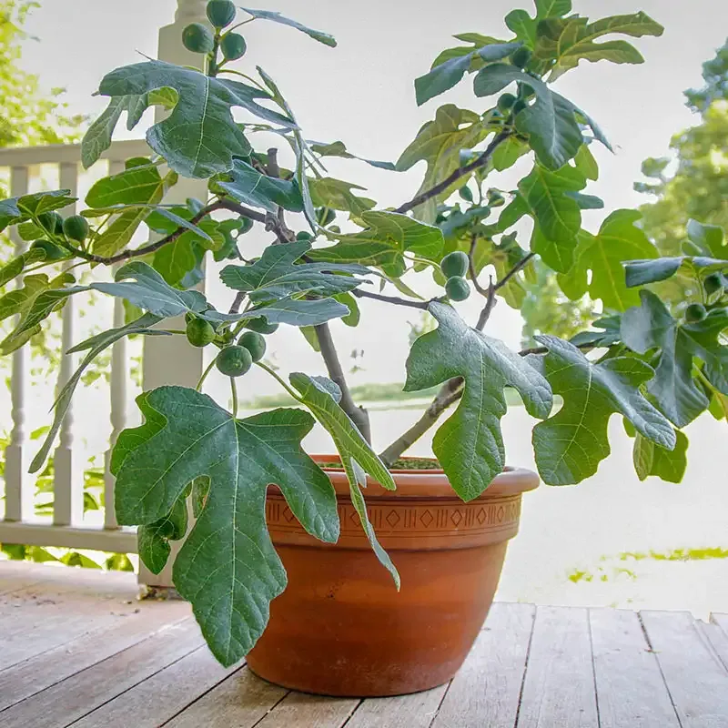 Fresh Fig Fruit - Natural Culinary Ingredient
