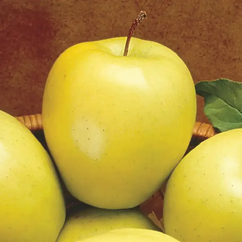 Golden Delicious Apple Tree - Versatile Fruit-Bearing Tree for Home Gardens