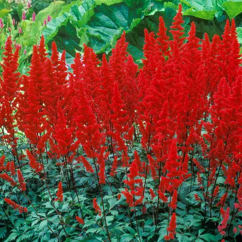 Red Fanal Astilbe Perennial Flowering Plant for Shaded Landscapes