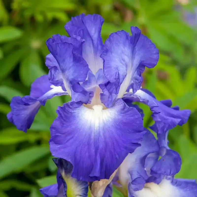 City Lights Reblooming Bearded Iris Perennial Rhizomes