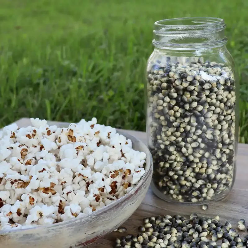Shaman's Blue Popcorn Seeds - Heirloom Non-GMO Popping Corn