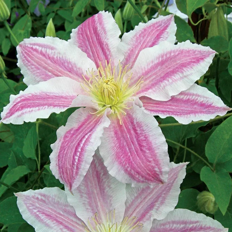 Cotton Candy Vancouver Clematis Large Flowering Perennial Vine
