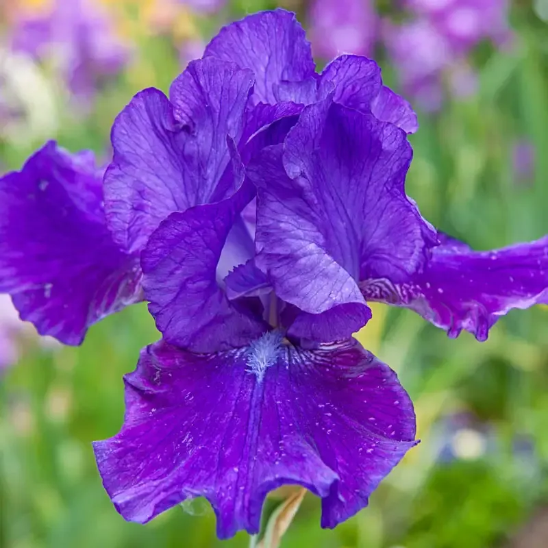 Dashing Reblooming Bearded Iris Perennial Rhizomes