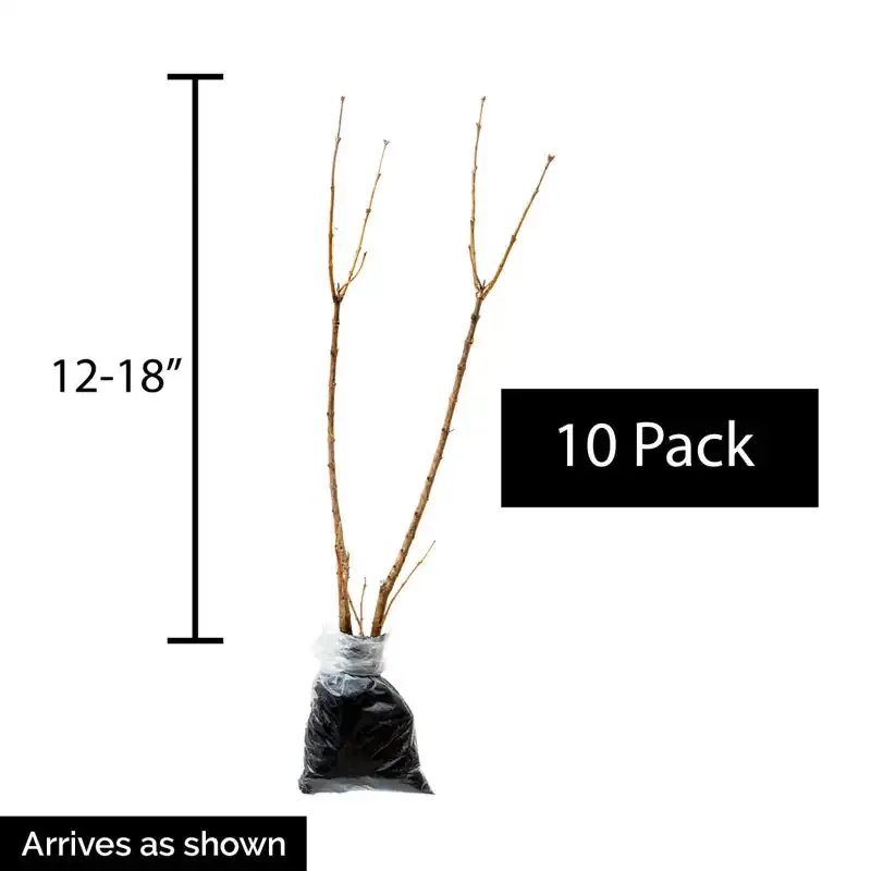 Korean Dwarf Lilac Hedge - Compact Deciduous Flowering Shrub 2