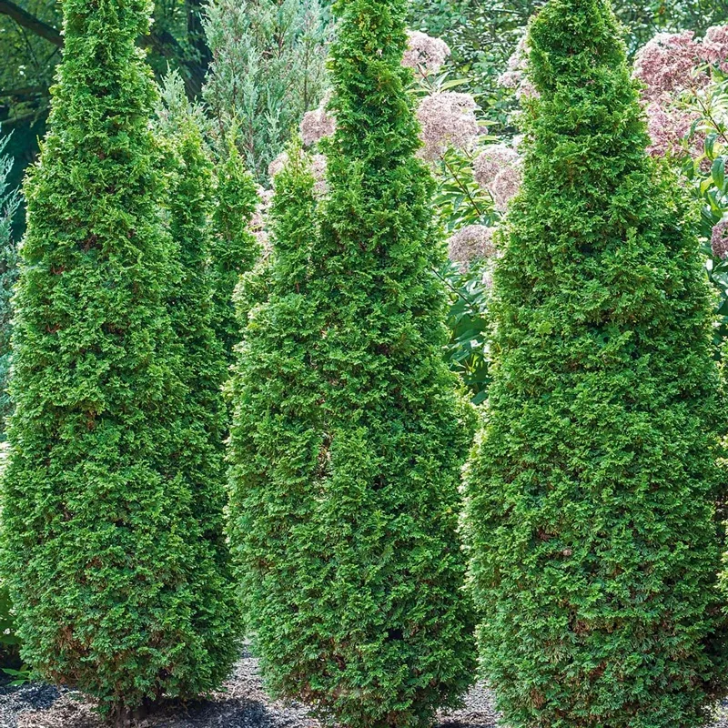 Degroot’s Spire Arborvitae Narrow Columnar Evergreen Tree
