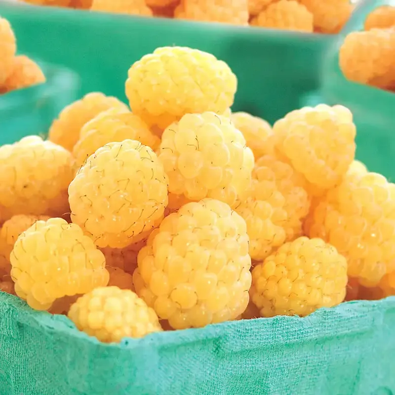 Fall Gold Raspberry Plant - Everbearing Yellow Raspberry Bush