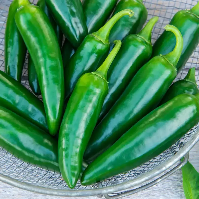 Primo II Hybrid Jalapeno Pepper Seeds - High-Yield Disease Resistant Variety