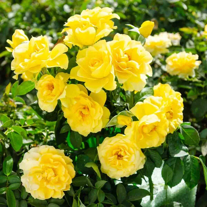 Sparkle & Shine Floribunda Rose - Continuous Blooming Garden Shrub