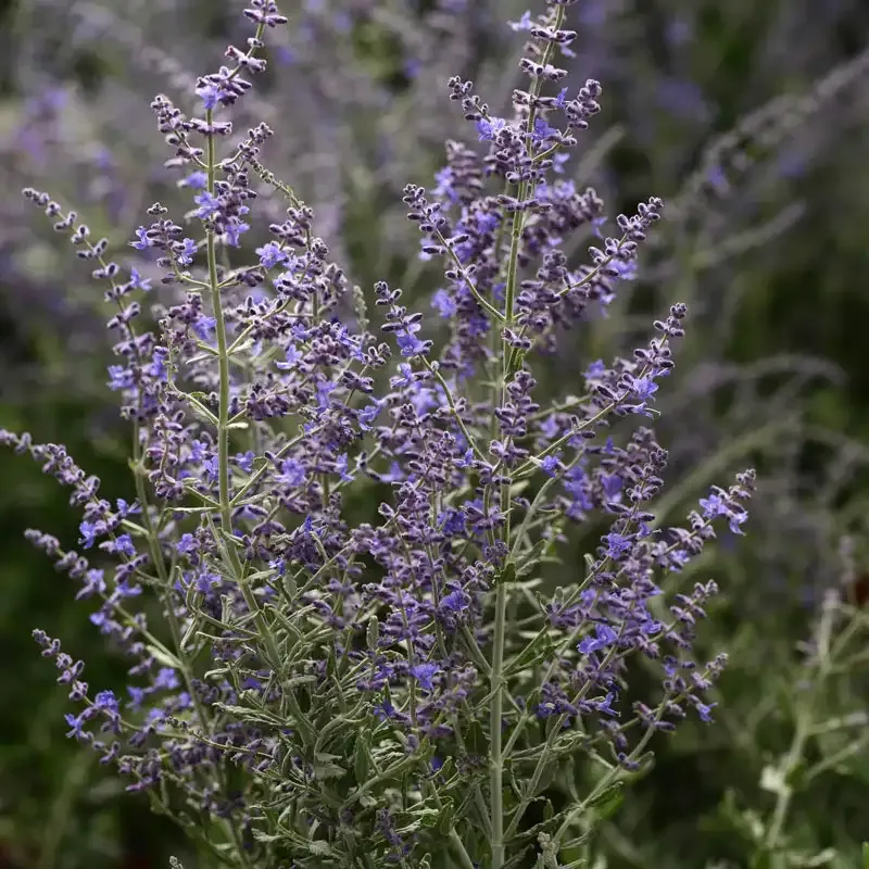 Blue Steel Perovskia Hardy Perennial Flowering Shrub 1