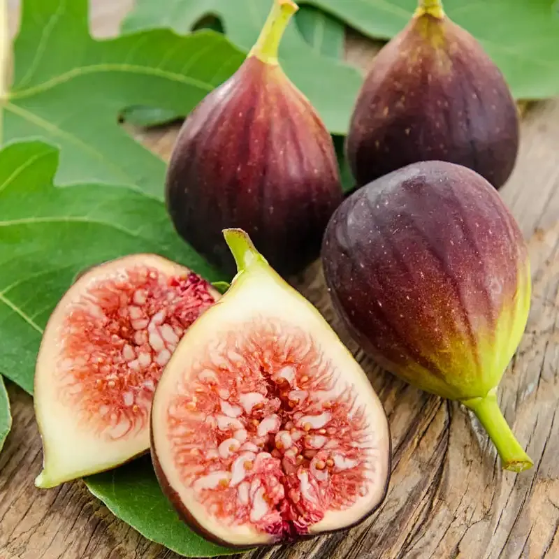 Improved Brown Turkey Fig Tree - Self-Fertile Fruit-Bearing Live Plant