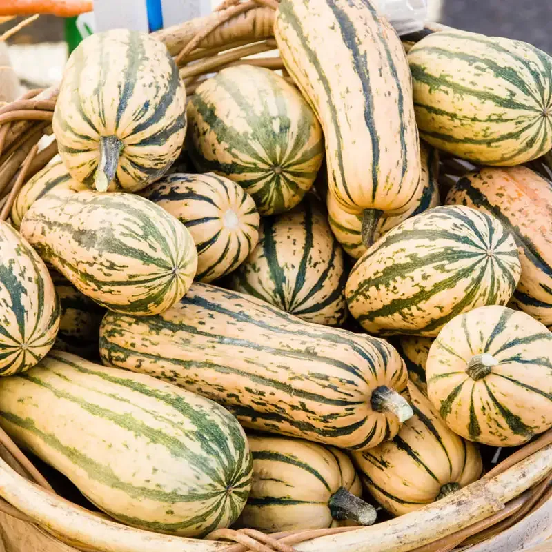 Delicata Honeyboat Winter Squash Heirloom Vegetable Seeds