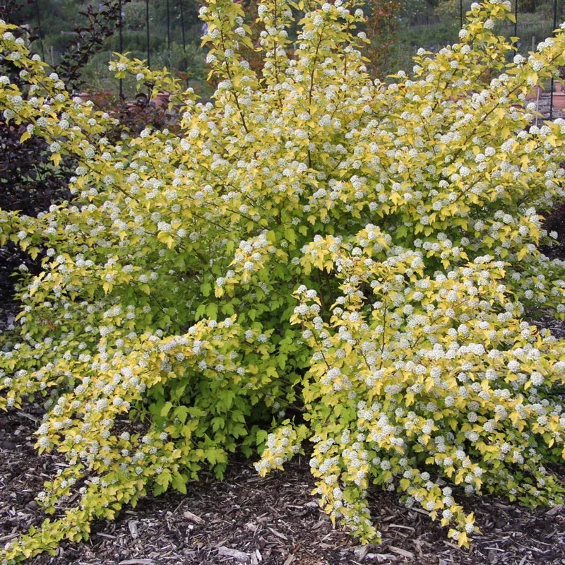 Golden Ninebark Deciduous Ornamental Shrub