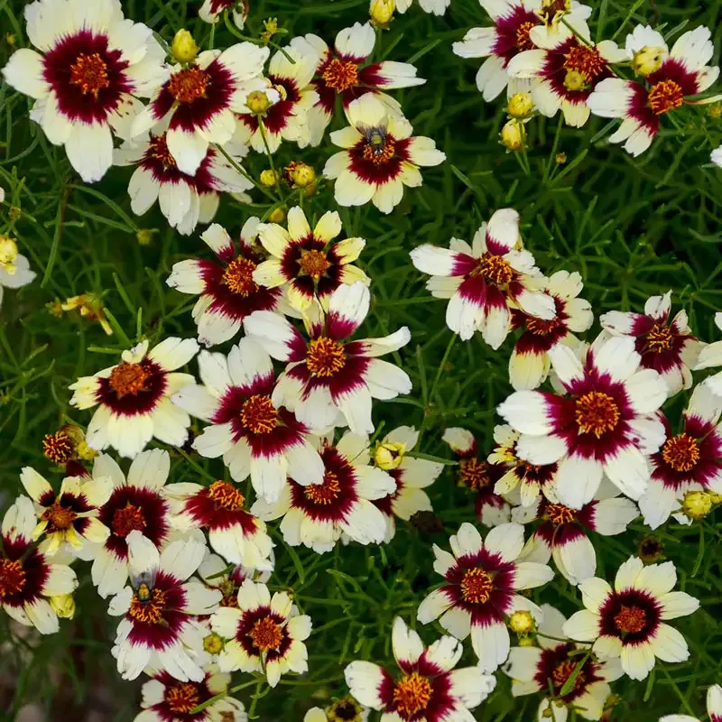 Red Hot Vanilla Tickseed Perennial Coreopsis Plant 1