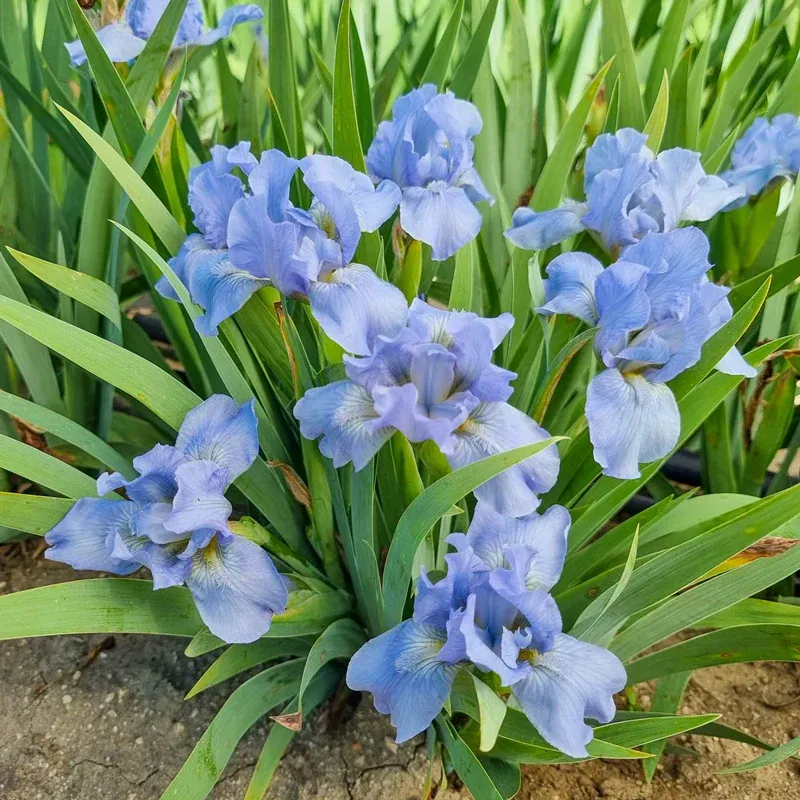 Raindance Reblooming Bearded Iris Perennial Rhizome