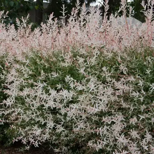 Dappled Willow (Salix integra) Variegated Deciduous Ornamental Shrub